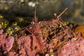   Two cleaning shrimpsCanon 60d Canon 100mm  